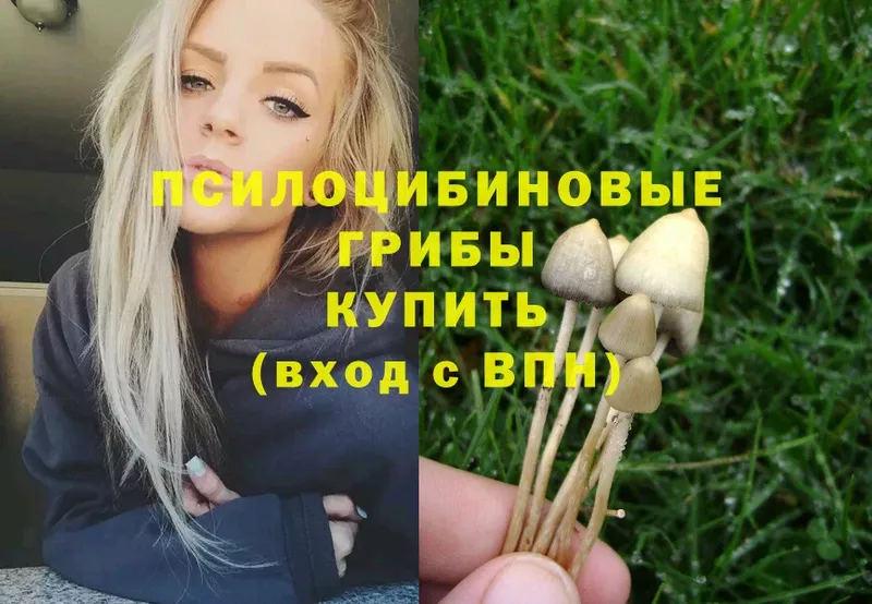 наркошоп  Оса  Галлюциногенные грибы MAGIC MUSHROOMS 